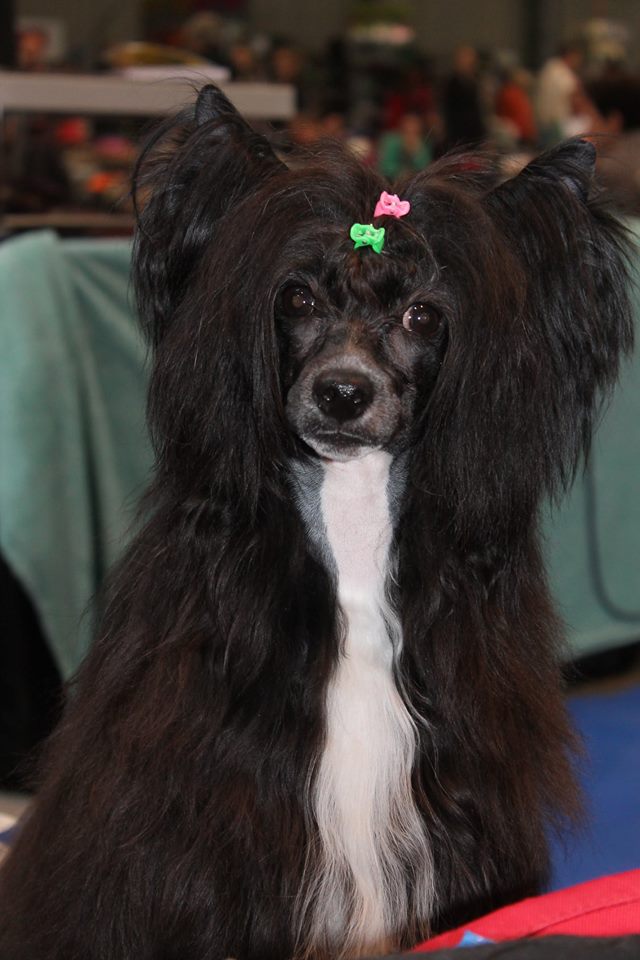 11186466_10205892704334884_975614821_n