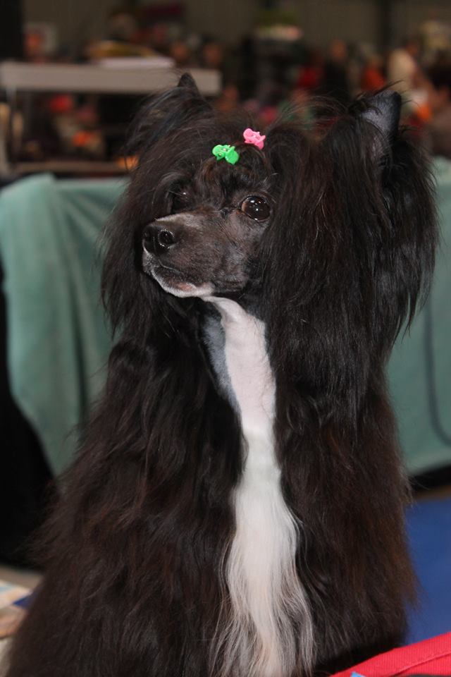 11208737_10205892702934849_1508602131_n