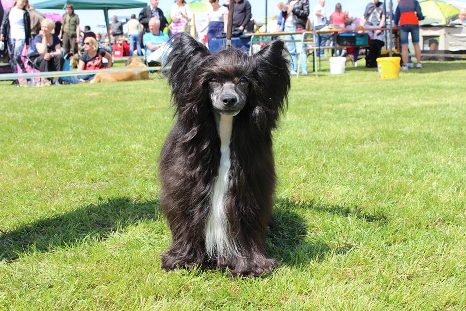 11139778_10200657145706741_7620847889422755306_n