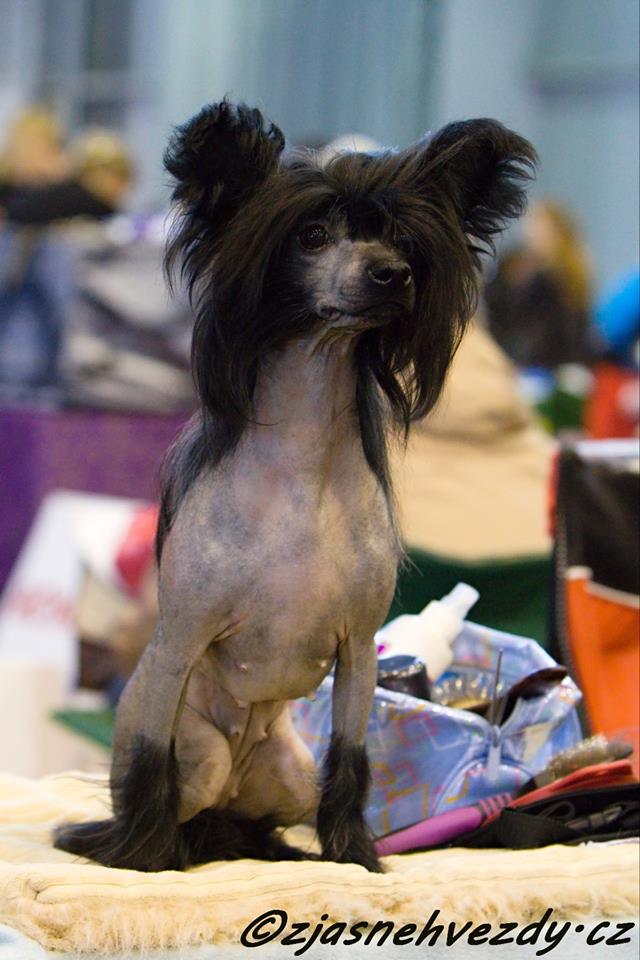 12669663_10205860986299421_7893375039650803334_n